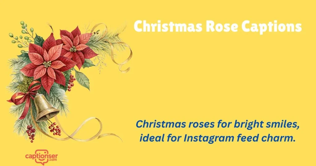 Christmas Rose Captions