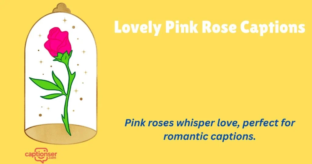 Lovely Pink Rose Captions