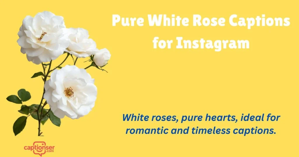 Pure White Rose Captions For Instagram